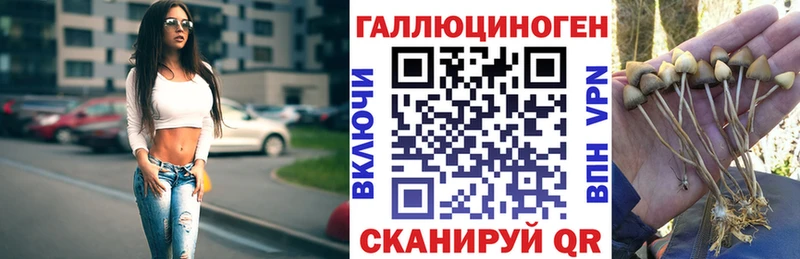 Псилоцибиновые грибы Cubensis  Минусинск 